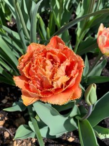Tulips in Bloom at the Stevens-Coolidge House and Gardens