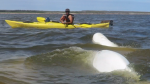 Sea Kayak with Beluga Whales in Saugenay